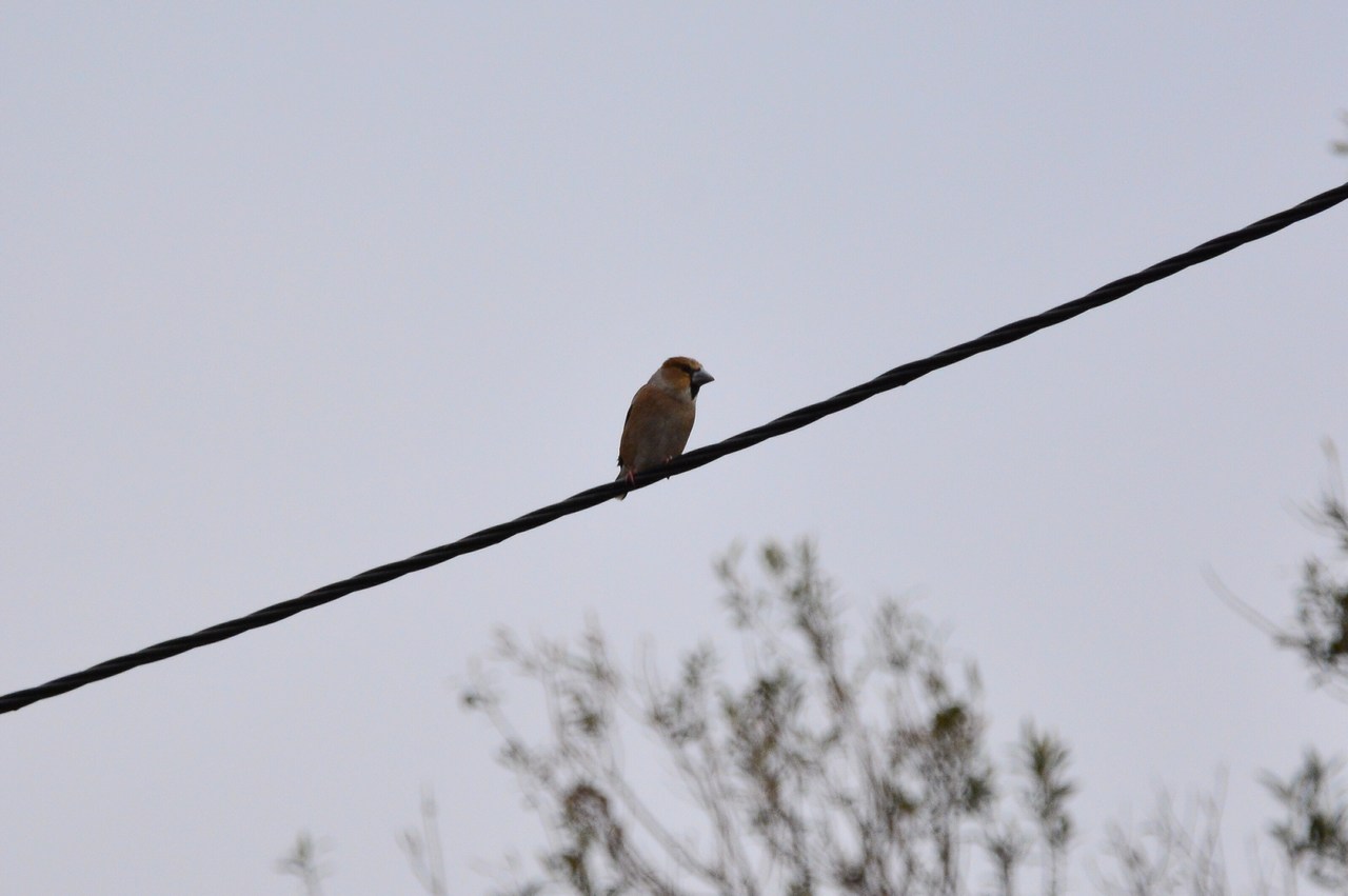 Coccothraustes coccothraustes coccothraustes Coccothraustes coccothraustes coccothraustes